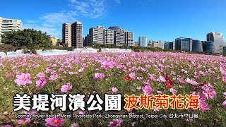 偽空拍！台北市河濱公園最大面積波斯菊花海登場, 賞花要趕快!!! 美堤河濱公園