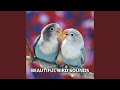 Tranquil Outdoor Bird Sounds