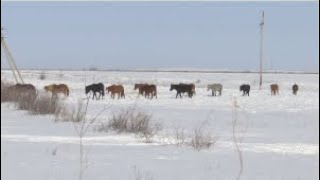 Пилотный проект по обеспечению сельчан пастбищами запустили в Карагандинской области