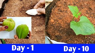 சௌசௌ செடி வளர்ப்பது எப்படி/ How to grow chayote plant / சவ்சவ் செடி / Gardening /சௌ சௌ வளர்ப்பு /