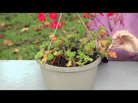 How to Keep Geraniums Blooming : Geranium Gardening How to Keep Geraniums Blooming : Geranium Gardening