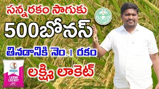 500బోనస్ సన్నరకము వరి సాగుకు | Locket Research Variety Paddy Farming | Shiva Agri Clinic