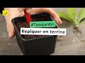 [Tuto Jardin] Repiquer en terrine