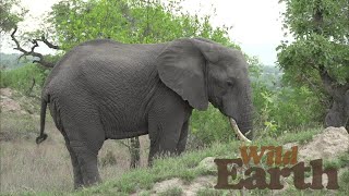 WildEarth - Sunset - 23 November 2021