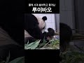 몰래 사과 훔쳐먹고 쫓겨난 루이바오 rui bao gets kicked out for stealing apples 루이바오 후이바오 푸바오 판다 힐링