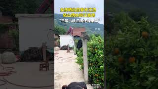 女孩曬出自家長江邊，依山傍水的江景房，三層小樓房四周全是果園，還有很多很多的橙子。女孩：不是我吹，就我家這地方，是許多人向往的地方。