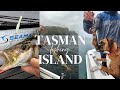 Striped Trumpeter Fishing, Tasman Island