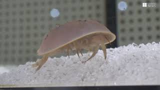 かんさいアニマルズ　ニフレルのアメリカカブトガニ