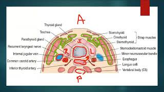 Thyroid Anatomy & Physiology