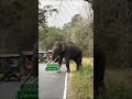 Unforgettable encounter majestic wild tusker elephant