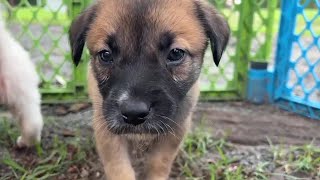 Quincy animal rescue faces code enforcement violation