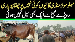 Today Malumor Mandi Jhang Rates Update | Cows Fresh Rates Update | Cow Mandi