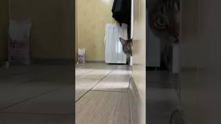 cat video#cat #catfancy#cutecat#nicecat