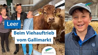 Gallimarkt 2024 | Was ist los beim Viehauftrieb?