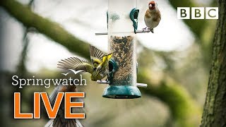 Cute wildlife cams 8 June  🐦🐿 🦆 | BBC Springwatch