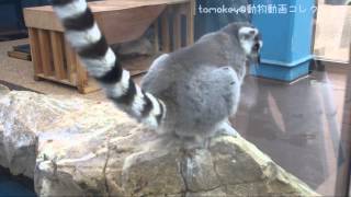 20131107【グリくんのトイレは・・・@サンシャイン水族館】