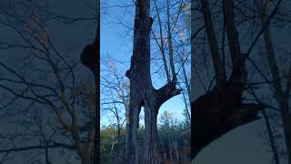 COOL OLD TREE WITH GIANT HOLE! - Fire Damage - #subscribe #explore #travel