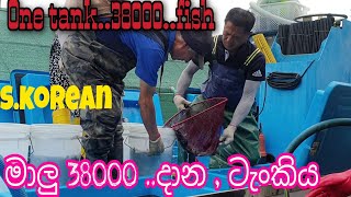 s.korean ,38000 fish tank,එක  ටැංකියකට දාන මාලු ගාන,k3lanka