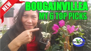 BEST BOUGIANVILLEA IN POTS / My Top 6 Bougainvillea Plants