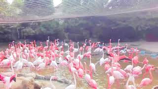 動物園（Zoo）-No.8　フラミンゴ（Flamingo）　集団行動（group action）1