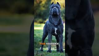 5 reason you should not buy a cane corso ( Part 1 ) #canecorso #petowner #dogowner #facts #foryou