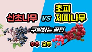 3  산초와 제피의 구별법(차이점)