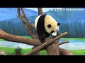 圓寶打不到點心不開心，一直在樹幹翻滾表示抗議 熊貓貓熊the giant panda yuan yuan and yuan bao 台北市立動物園