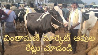 చింతామణి మార్కెట్ లో ఆవుల రేట్లు చూడండి chintamani market cow price