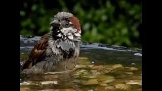 Garden Birds bathing in slow-motion