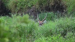 Sneaky Waterbuck Peaks Over Grass | Kruger National Park