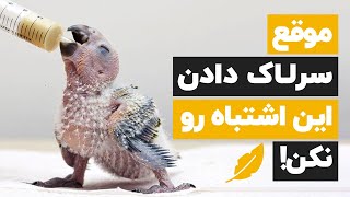 ⛔ آموزش سرلاک دادن به عروس هلندی و طوطی ها🐦و فوت و فن این  کار سخت