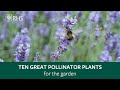 Top 10 plants for pollinators | The RHS