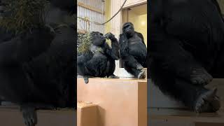 ゴリラ母娘が仲良く並んで座る🦍🦍母ネネ＆娘アイ | 東山動物園  イケメンゴリラ シャバーニ