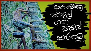 කිතුල් මලක් හදාගන්න හැටි මුලසිට | Caryota urens