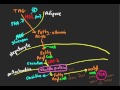 schneid guide to fatty acid oxidation