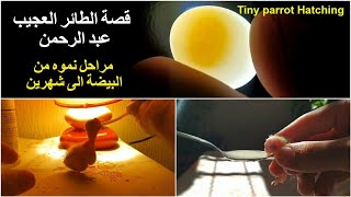 - tiny egg rescue : مراحل نمو فرخ طائر الكوكتيل من البيضة الى شهرين