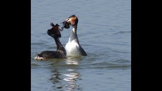 114 Potápka roháč, Podiceps cristatus, Great Crested Grebe, Haubentaucher, Jarmila Kačírková