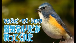 弱気なルリビタキが歌ってくれた　VSジョビ・モズ・シロハラ　ルリビの地鳴き