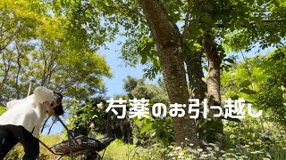 ２３３【5月、里山に咲く花たち】芍薬の植え替え