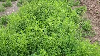 Poor man's pepper! Lepidium virginicum. know your weeds! 1 million views! 😎