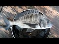 楽しいちぬ釣り 开心钓黑鲷 46 萩月の黒鯛かかり釣り 三重 慥柄浦 extreme bream fishing