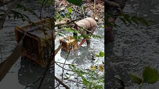 Fish 🐟 ଗାଁ ପୋଖରୀ ମାଛ ll #youtubeshorts #fishing #fisherman #pattamundai #kendrapara