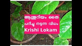 ആന്തൂറിയം തൈ നടുന്ന വിധം | കൂടുതൽ വിത്തു തൈകൾ എങ്ങനെ ഉണ്ടാക്കാം How to Grow Anthurium Plant