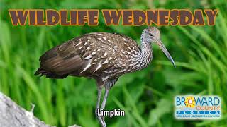 Limpkin | Wildlife Wednesday | Broward County Parks