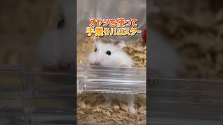 おやつを使って手乗りハムスターに挑戦🐹　#shorts #ハムスター #hamster