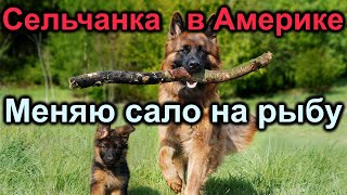 Сельчанка в Америке. Меняю сало на рыбу