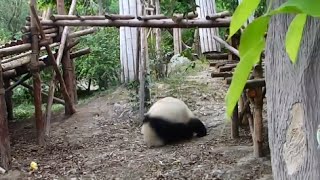 Panda mother's warming-up exercise