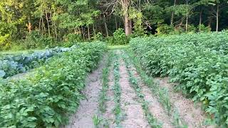 The Craziest Potato Intercropping￼ You’ll Ever See !