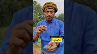 #పెద్ద పల్లేరు  #drravivarmaofficial #drravivarma #youtubeshorts #shorts