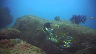 熱海沖に浮かぶ初島のフタツネ、タカベのクリーニングポイントです。